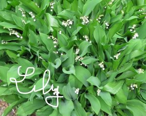 lily-of-the-valley